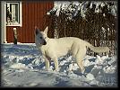 39 snow * 3364 x 2501 * (9.38MB)
